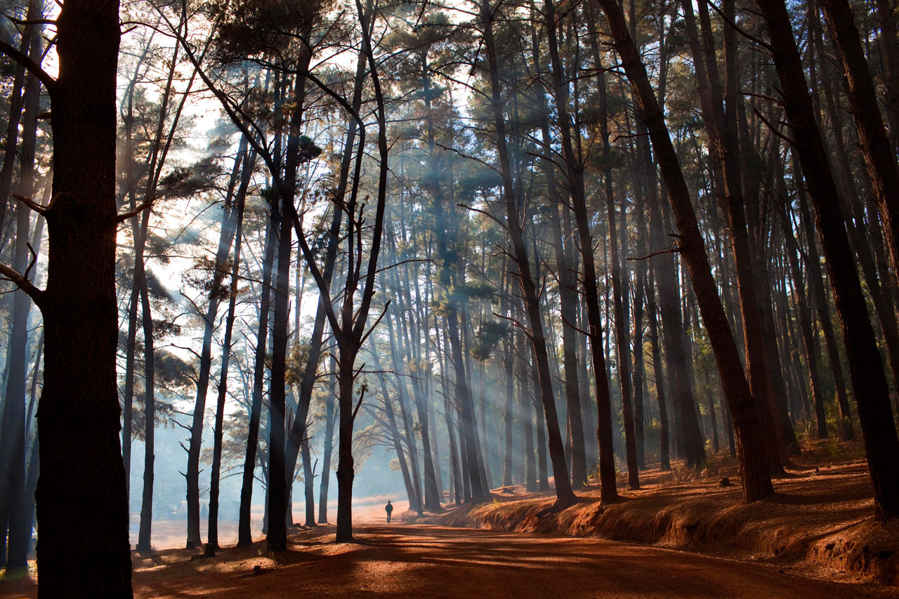 Light streaming through a forest